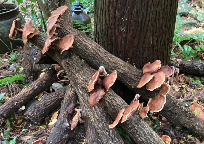 しいたけが木になってる写真