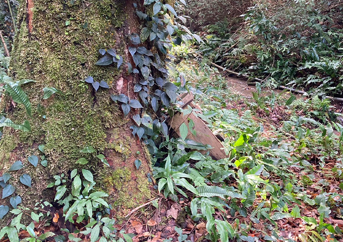 自然が織りなす自然の美