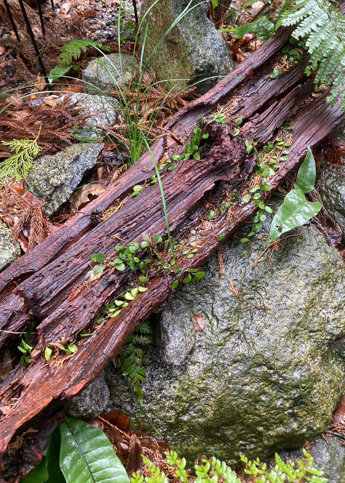 BENギャラリー画像