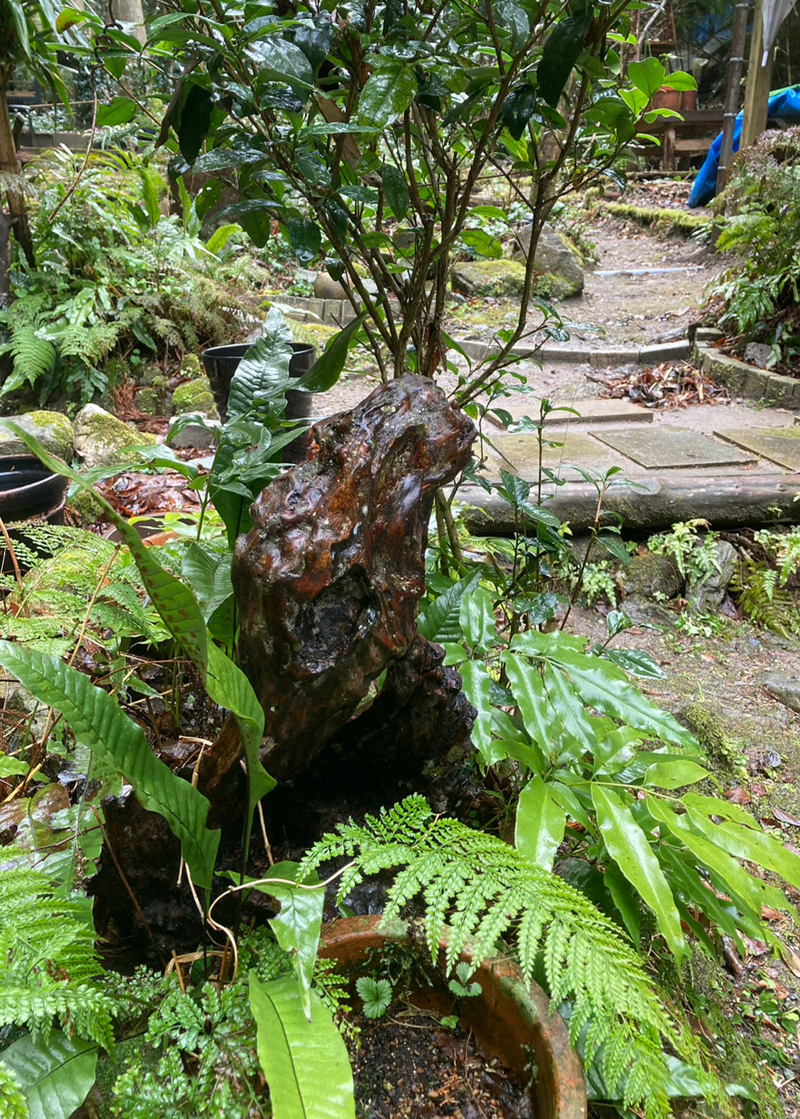 BENギャラリー画像