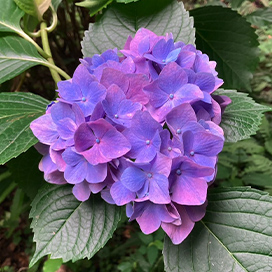 アジサイのイメージ写真